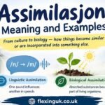 assimilasjon
